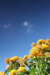 Image showing yellow flower meadow and blue sky