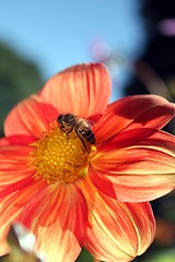 Image showing flower with bee