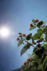 Image showing summer sun and flowers