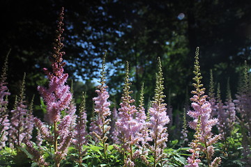 Image showing pink flower forest