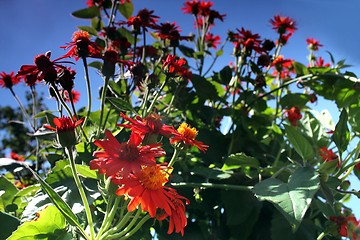 Image showing red flower meadow and blue sky