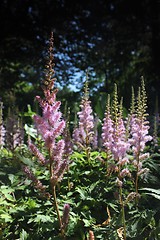 Image showing pink flower forest