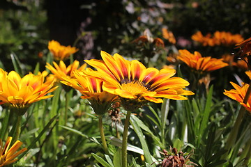 Image showing yellow flower meadow