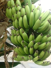 Image showing Bunch of Bananas