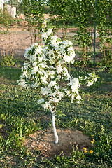 Image showing Flowering of a dwarfish apple-tree