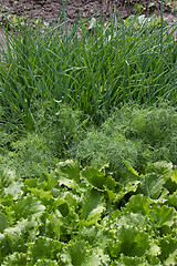 Image showing Salad, fennel, onions