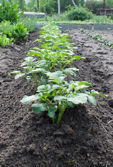 Image showing Shoots potato