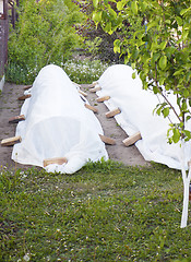 Image showing Preparation of the garden before frost