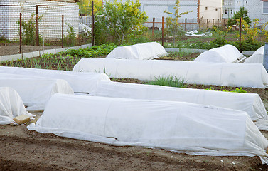 Image showing Preparation of the garden before frost