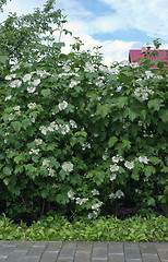 Image showing Viburnum flowering