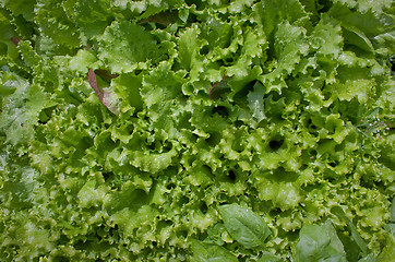 Image showing Magnificent green salad. Background