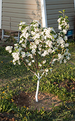 Image showing Flowering of a dwarfish apple-tree