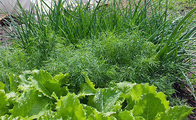 Image showing Salad, fennel, onions