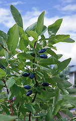 Image showing Berries  honeysuckle 