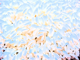 Image showing Bacteria on a white background