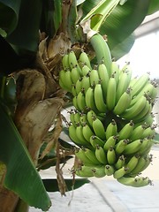 Image showing Cultivation of Bananas