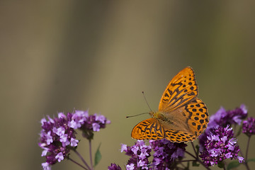 Image showing orange butterfly