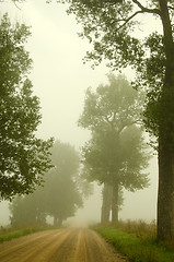 Image showing Gravel road old trees drown in morning fog 