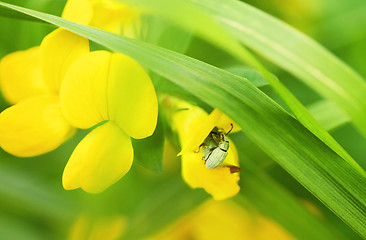 Image showing Beetles mating in yellow flower