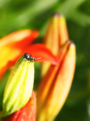 Image showing Ant on top of a tulip