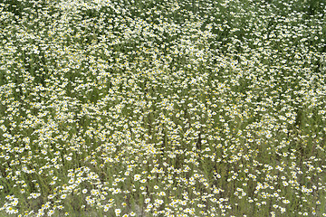 Image showing camomille plants