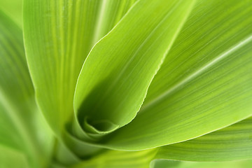 Image showing corn plant detail