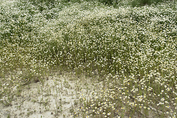 Image showing camomille plants