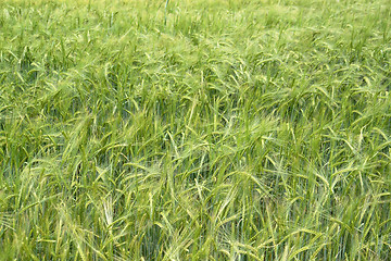 Image showing barley field