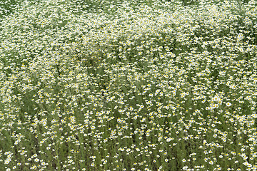 Image showing camomille plants