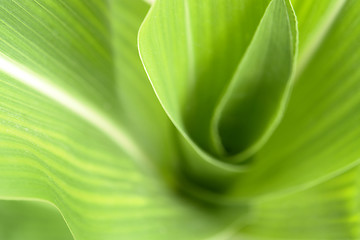 Image showing corn plant detail