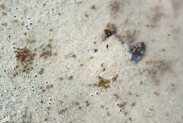 Image showing seed shrimps