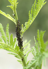 Image showing plant louses on a stalk