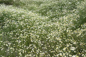 Image showing camomille plants