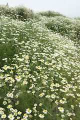 Image showing camomille plants