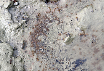 Image showing seed shrimps