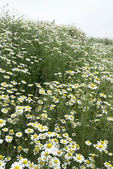 Image showing camomille plants