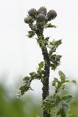 Image showing plant louses on a stalk