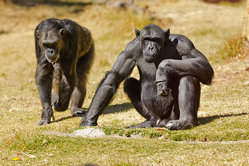 Image showing Chimpanzee