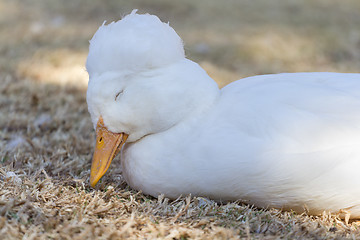 Image showing Sleepy duck