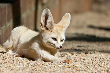 Image showing Sleepy Fennec