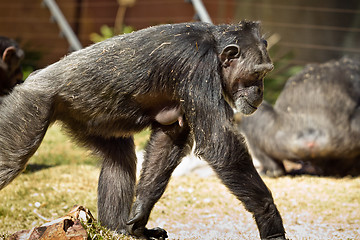 Image showing Female Chimpanzee