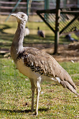 Image showing Kori Bustard