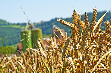 Image showing Weizen mit Silo im Hintergrund