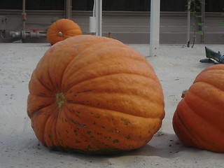 Image showing Growing Pumpkin