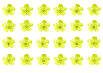 Image showing A number of yellow buttercups