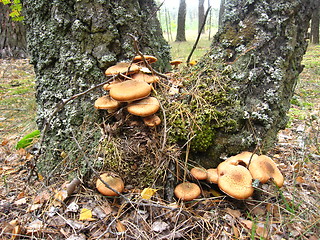 Image showing mushrooms under a birch