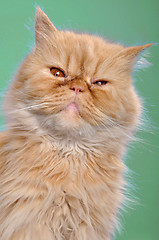 Image showing red Persian cat against green