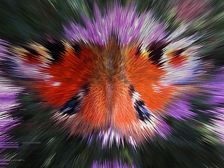 Image showing Motley peacock eye