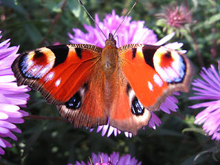 Image showing The peacock eye