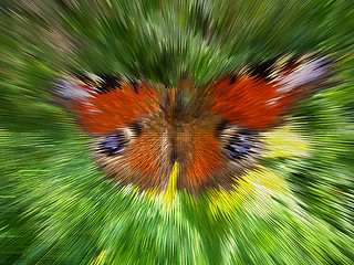 Image showing Motley peacock eye